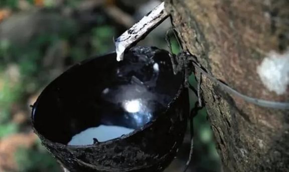ANRPC預測世界天然膠供需缺口將增大