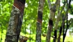 天然橡膠價格將上漲？3月天然橡膠能否擺脫頹勢？