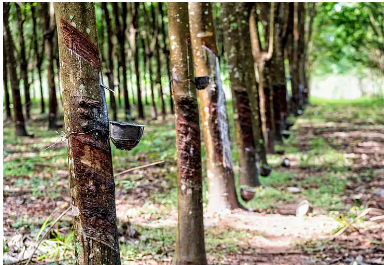 我國橡膠栽培割膠加工技術在湄公河五國全面覆蓋