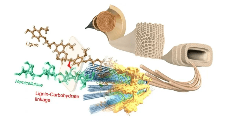 　雙方共同研發、制備了可用于電動汽車輪胎的纖維素生物基新材料，作為炭黑的可持續替代品。目前，正在實施推出含有這種填料的輕量化、低滾阻高性能綠色輪胎。