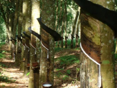 柬埔寨橡膠產(chǎn)業(yè)增長顯著，出口面臨挑戰(zhàn)