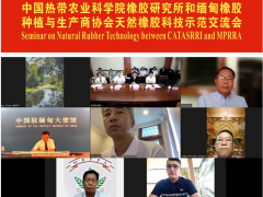 哇塞！瀾湄橡膠項目2024“成績單”亮眼