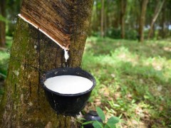 歐盟零毀林法案風(fēng)險清單出爐，中國獲評低風(fēng)險